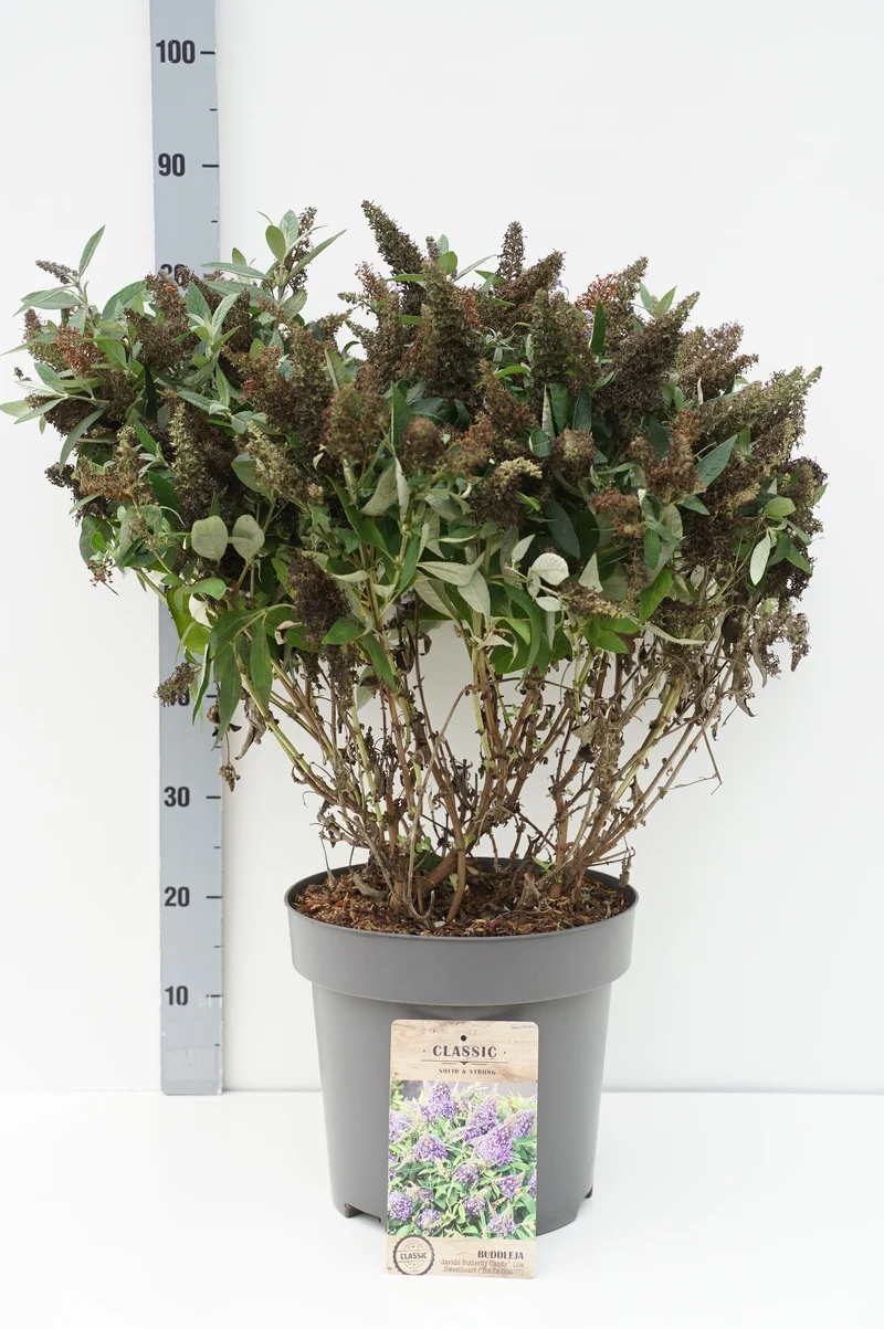 Buddleja d. 'Butterfly Candy Lila Sweetheart'® C12 (12 liters kruka) 60-80 cm