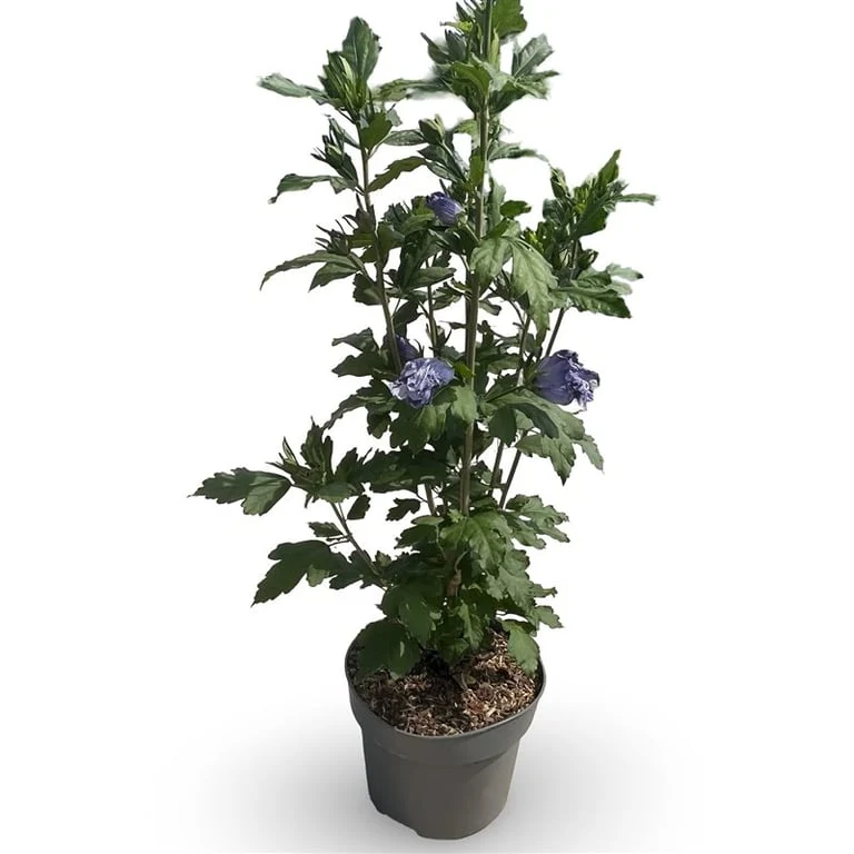 Hibiscus syriacus 'Oiseau Bleu' C4 (4 liters kruka) 40-60 cm