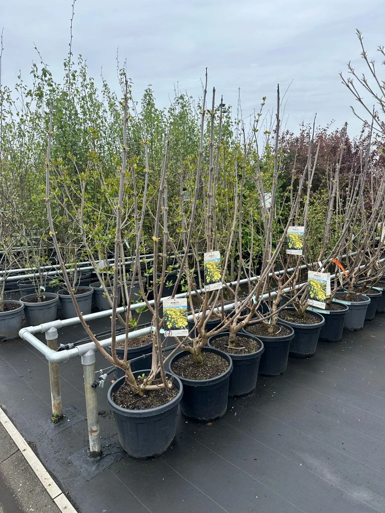 Catalpa bign. 'Aurea' C35 (35 liters kruka) 150-175 cm