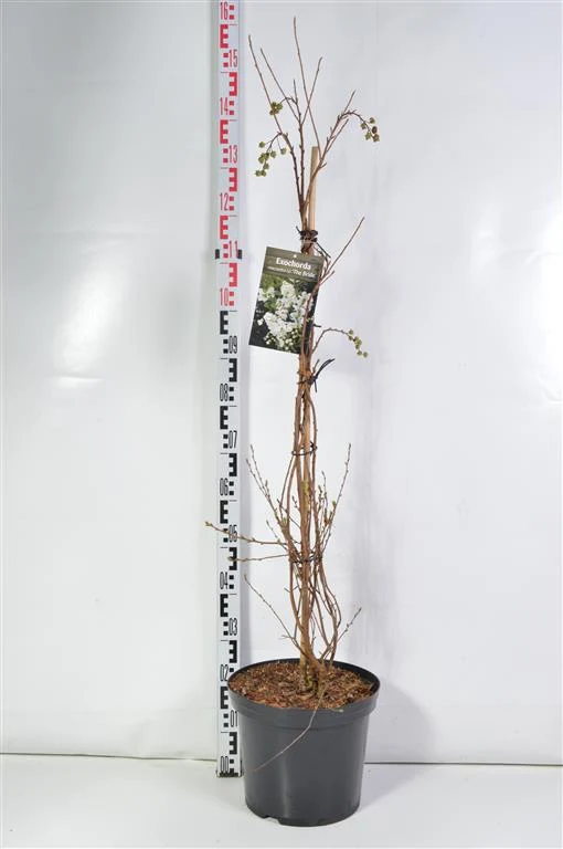 Exochorda macr. 'The Bride' C12 (12 liters kruka) 100-125 cm