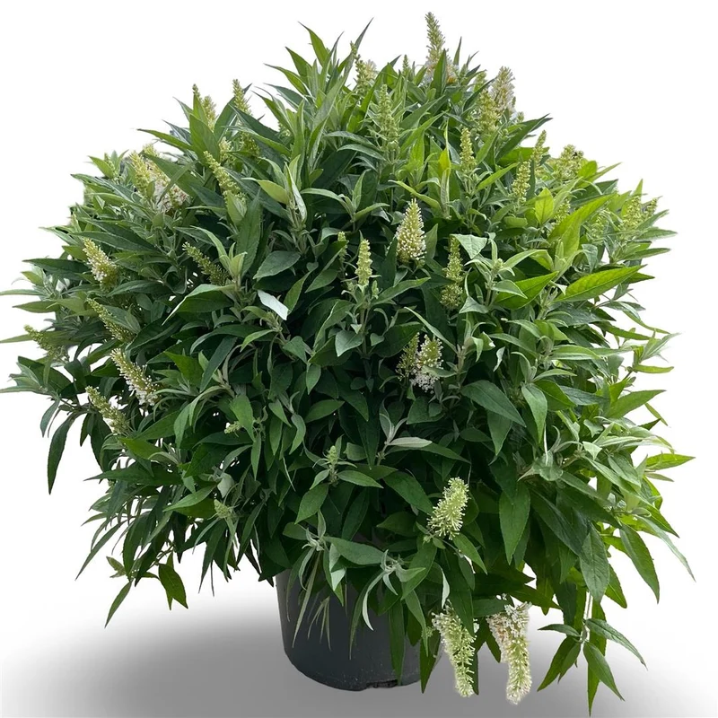 Buddleja d. 'Butterfly Candy Little White'® C12 (12 liters kruka) 60-80 cm