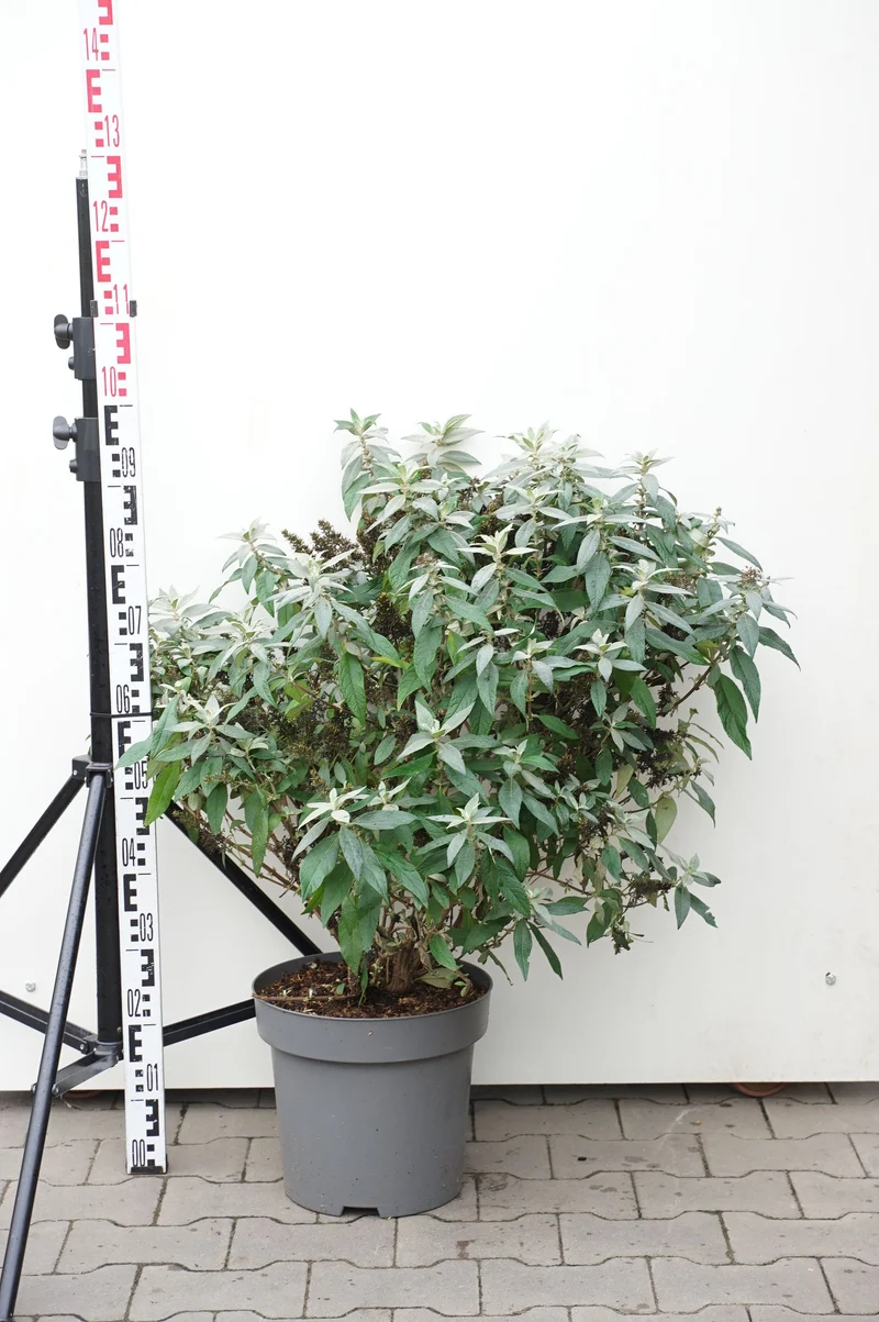 Buddleja d. 'Butterfly Candy Little Ruby'® C12 (12 liters kruka) 60-80 cm