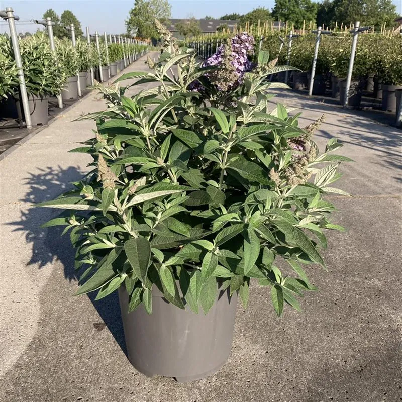 Buddleja d. 'Butterfly Candy Little Purple'® C12 (12 liters kruka) 60-80 cm