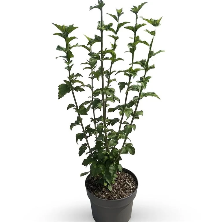 Hibiscus syriacus 'Woodbridge' 40-60 cm - C4 (4 liters kruka)