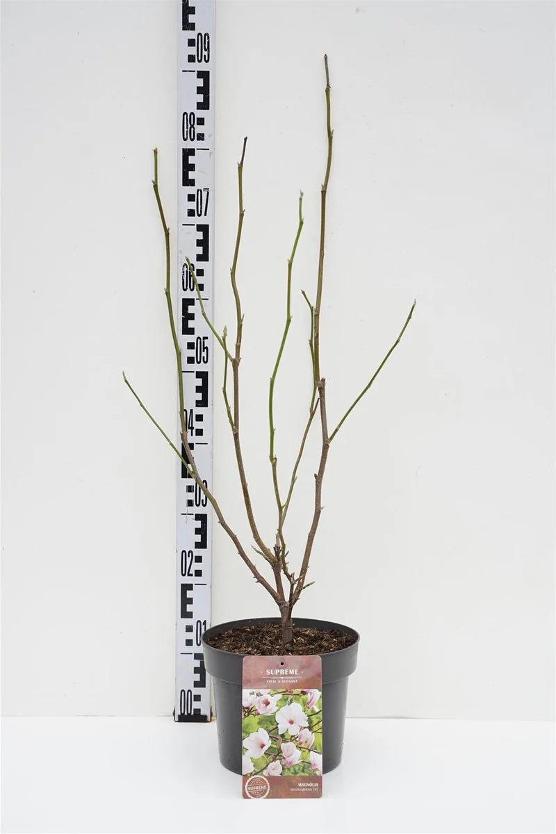 Magnolia soulangeana 60-80 cm C4 (4 liters kruka)