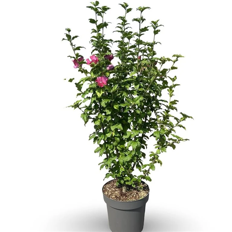 Hibiscus syriacus 'Woodbridge' C12 (12 liters kruka) 80-100 cm