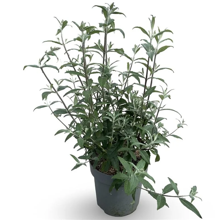 Buddleja d. 'Pink Delight' C12 (12 liters kruka) 80-100 cm