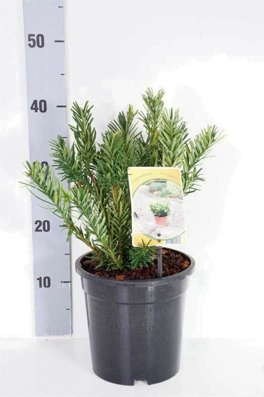 Cephalotaxus h. 'Duke Gardens' C3 (3 liters kruka) 30-40 cm