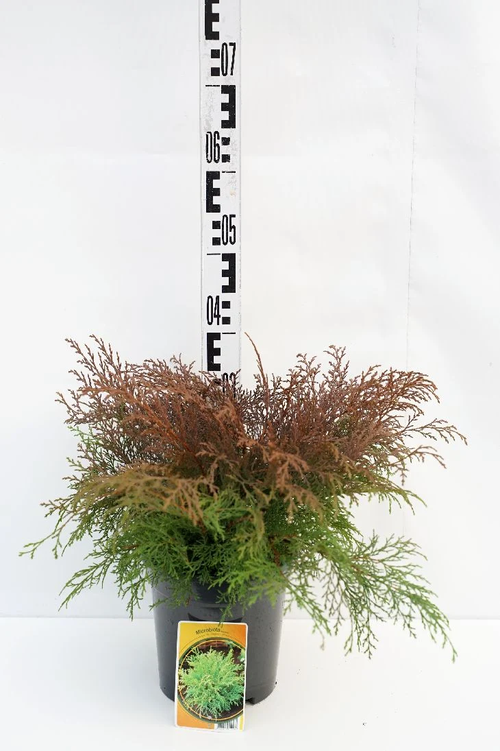 Microbiota decussata 30-40 cm C3 (3 liters kruka)
