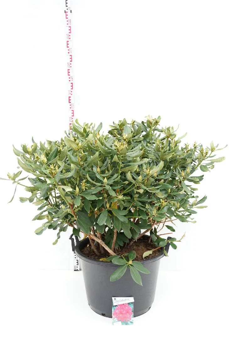 Rhododendron 'Nova Zembla' C80 (80 liters kruka) 80-100 cm
