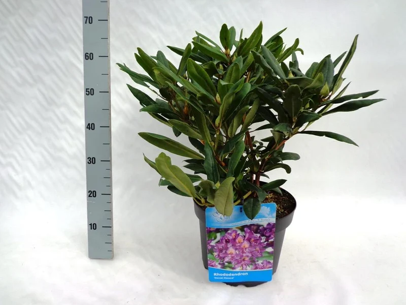 Rhododendron 'Marcel Menard' C10 (10 liters kruka) 50-60 cm