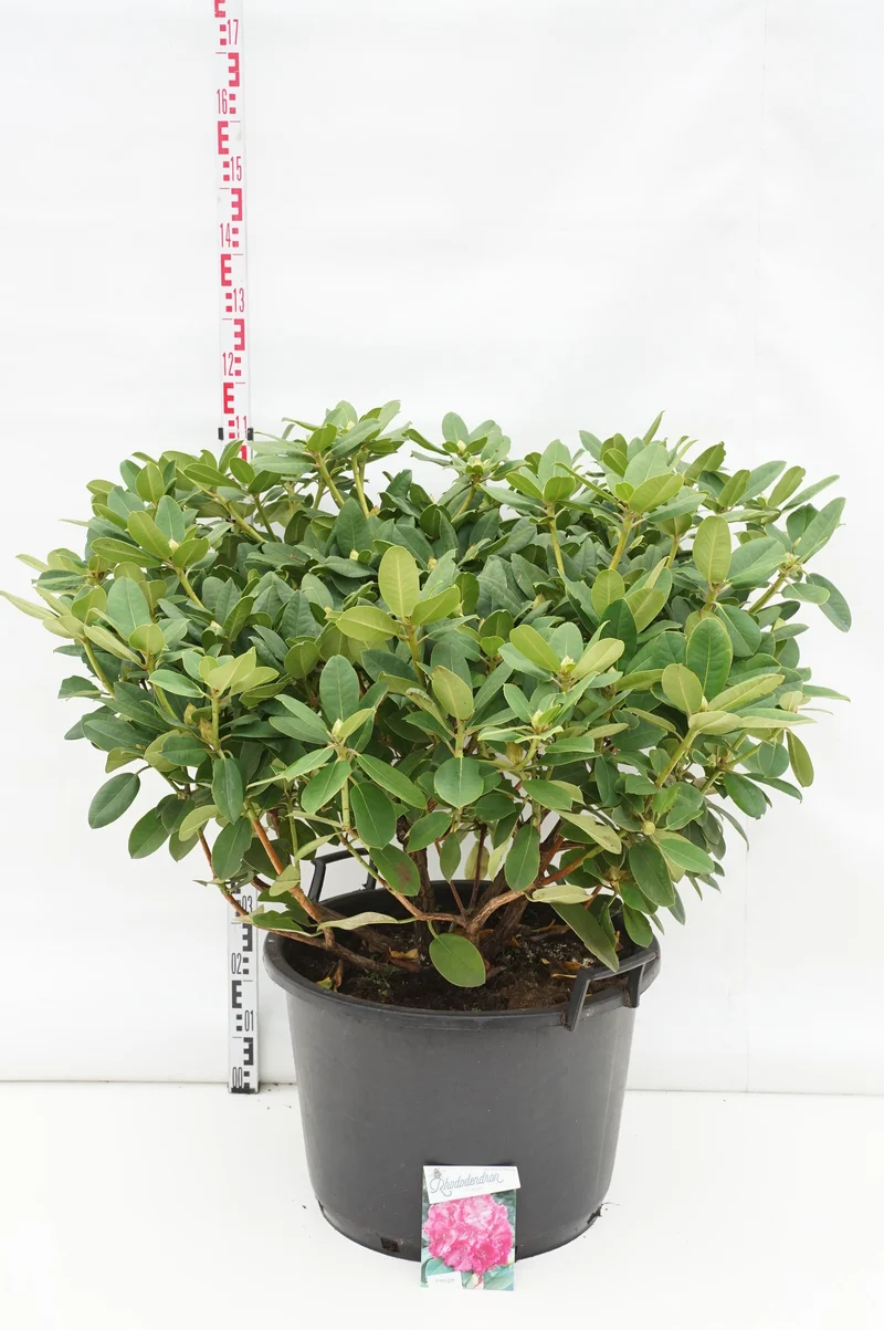 Rhododendron 'Germania' C80 (80 liters kruka) 70-80 cm