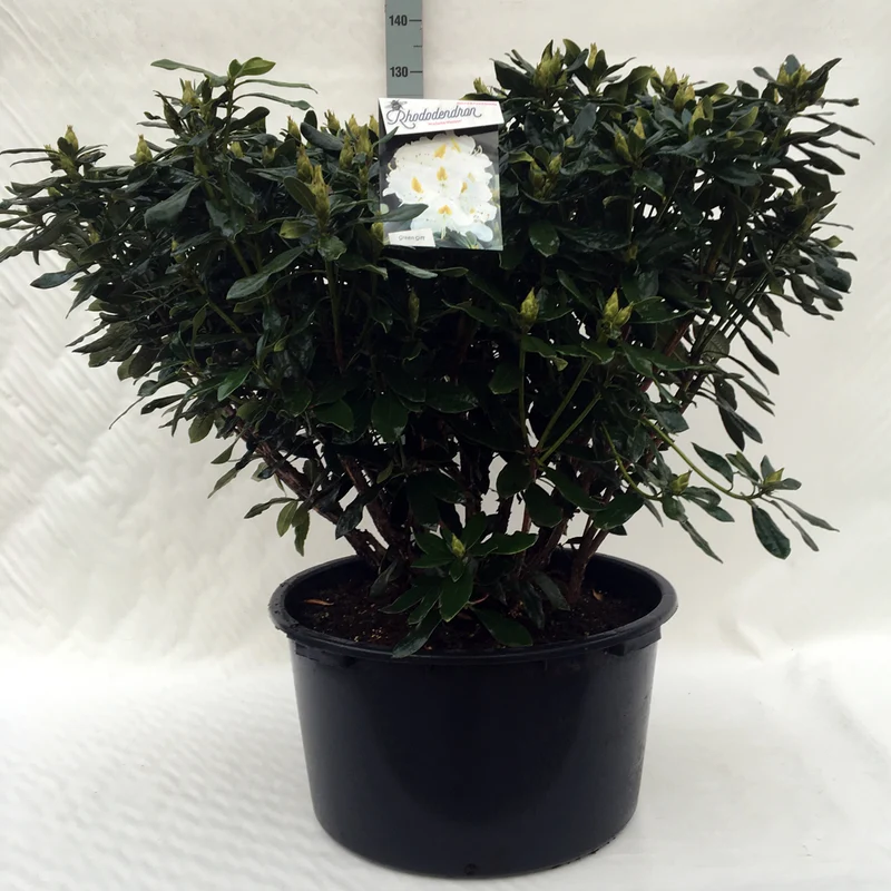 Rhododendron 'Madame Masson' C80 (80 liters kruka) 70-80 cm