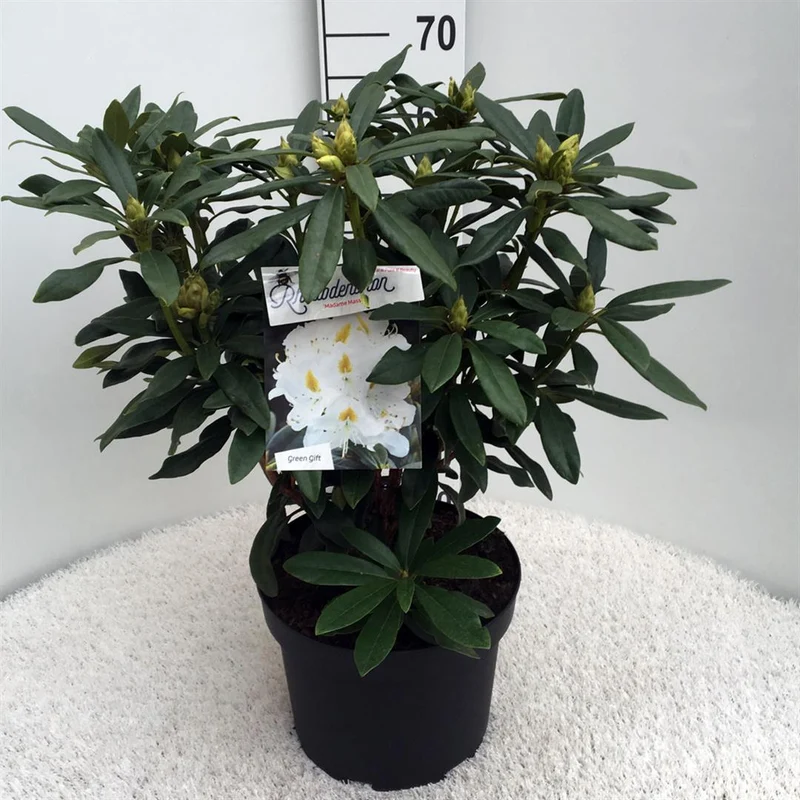 Rhododendron 'Madame Masson' C10 (10 liters kruka) 50-60 cm