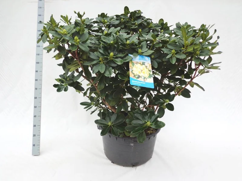 Rhododendron 'Horizon Monarch' C80 (80 liters kruka) 80-100 cm