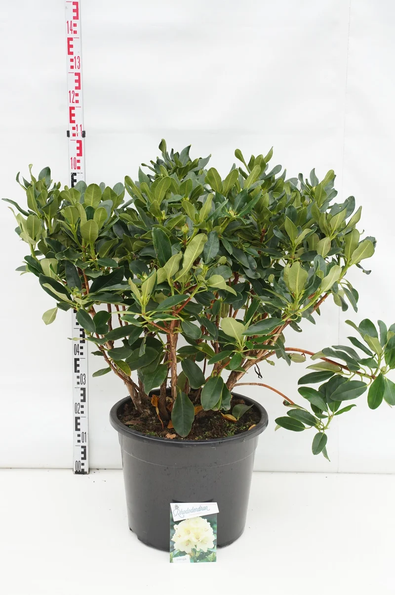 Rhododendron 'Horizon Monarch' C40 (40 liters kruka) 60-70 cm