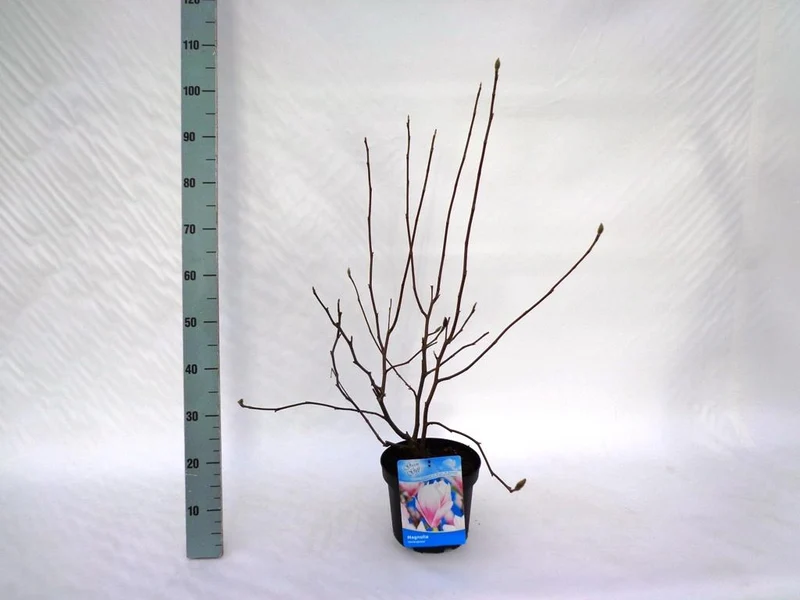 Magnolia soulangeana C5 (5 liters kruka) 60-80 cm