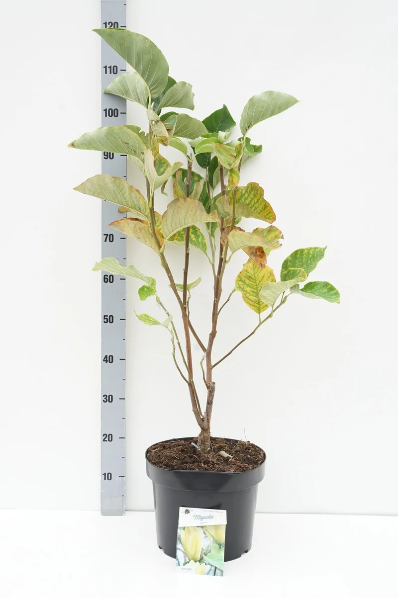 Magnolia 'Daphne' C10 (10 liters kruka) 60-80 cm