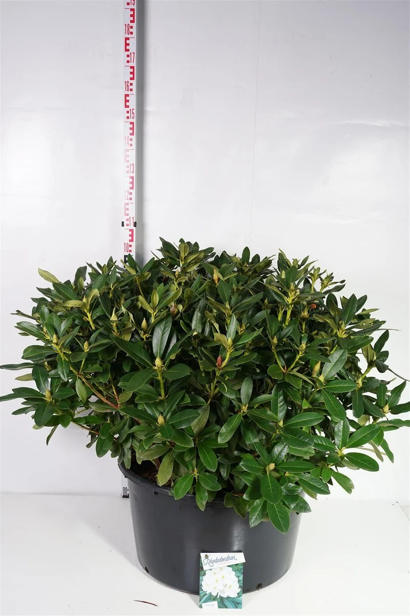 Rhododendron 'Cunningham's White' C80 (80 liters kruka) 80-100 cm
