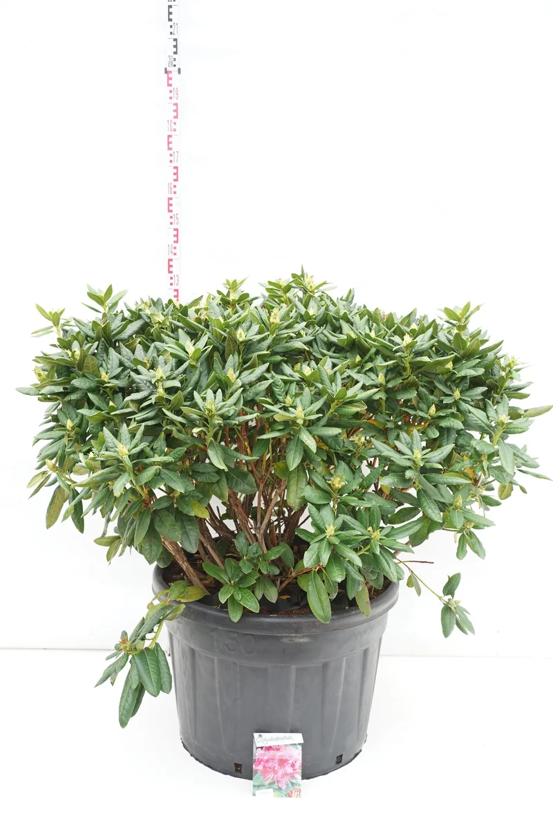 Rhododendron 'Cosmopolitan' C135 (135 liters kruka) 90-100 cm