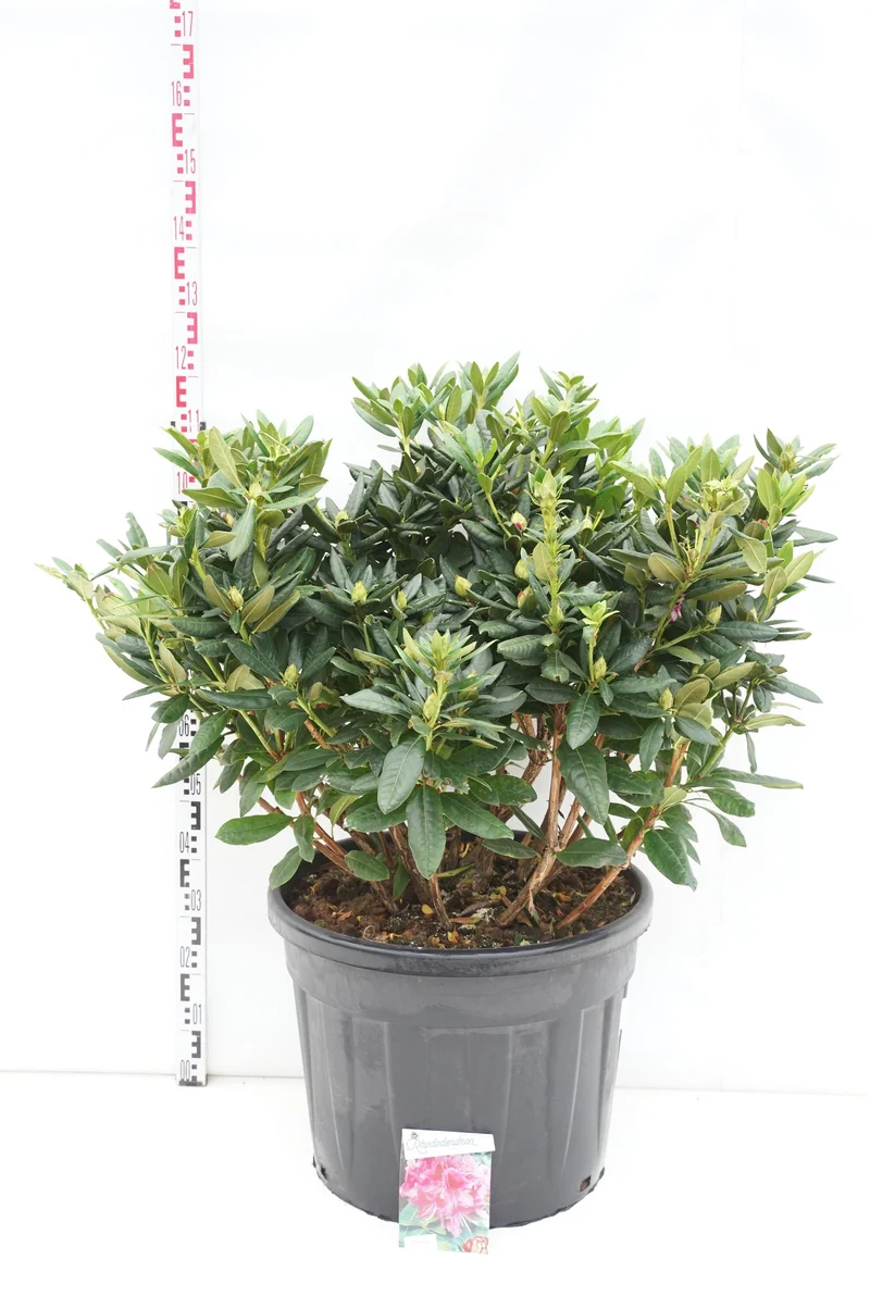 Rhododendron 'Cosmopolitan' C80 (80 liters kruka) 80-100 cm