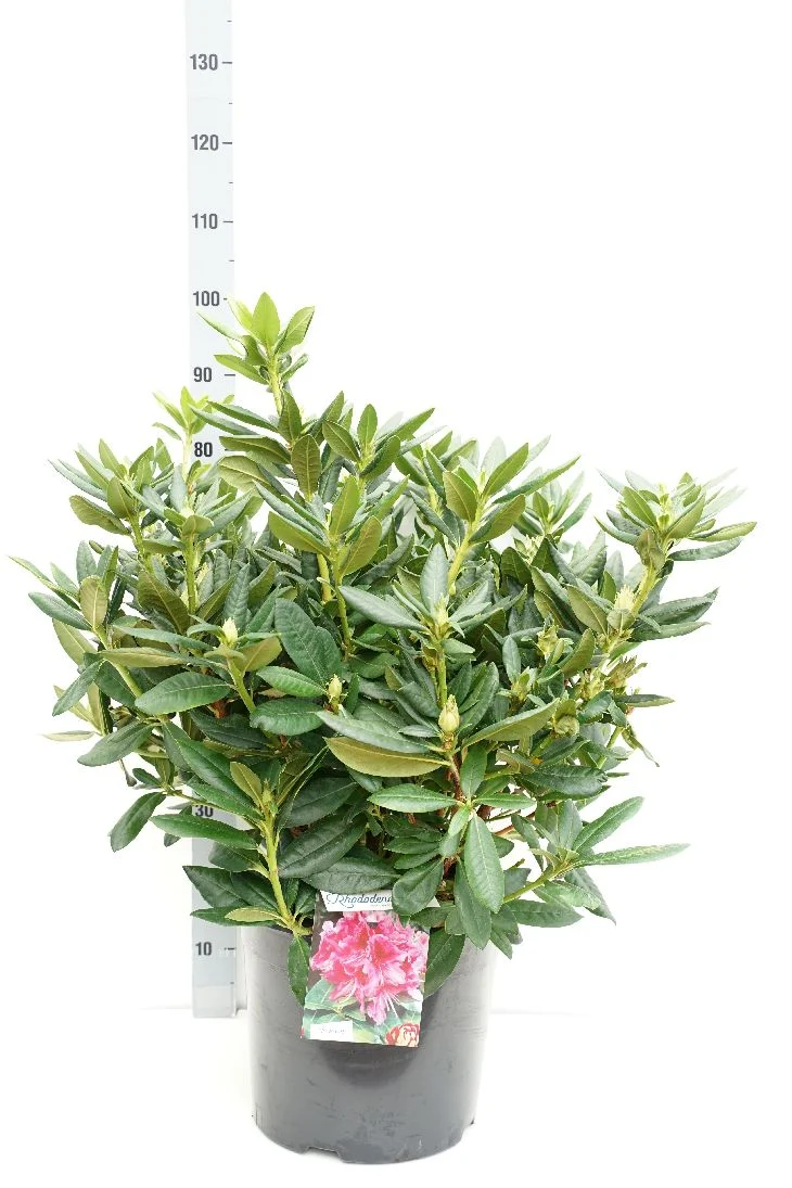 Rhododendron 'Cosmopolitan' C20 (20 liters kruka) 60-80 cm