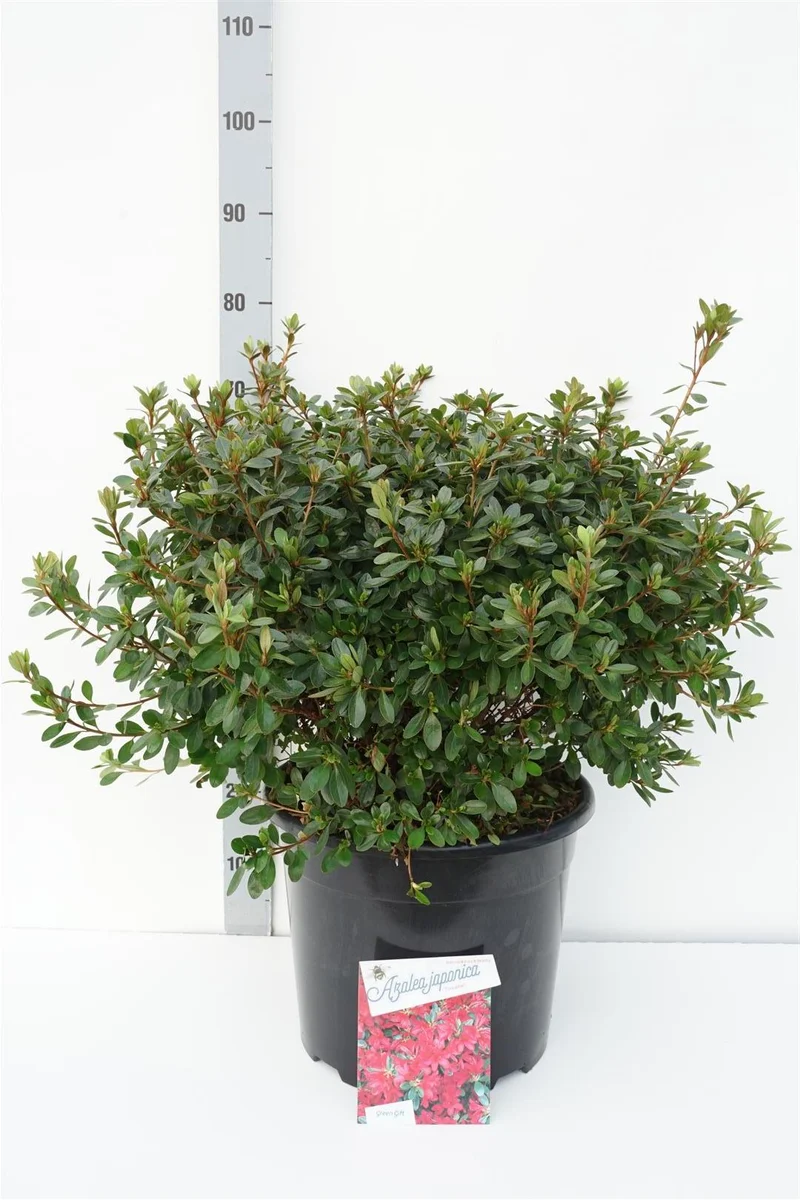 Rhododendron (AJ) 'Toreador' C20 (20 liters kruka) 50-60 cm