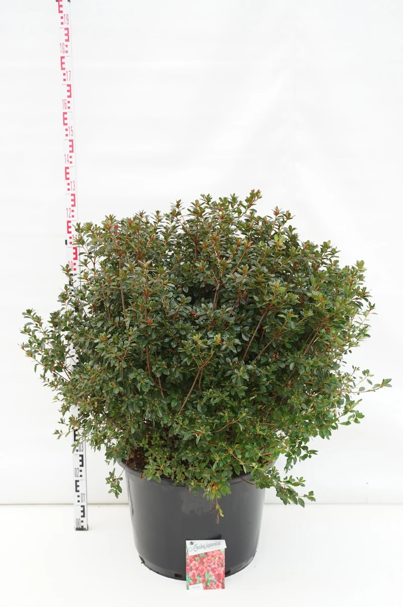Rhododendron (AJ) 'Stewartstonian' C80 (80 liters kruka) 70-80 cm