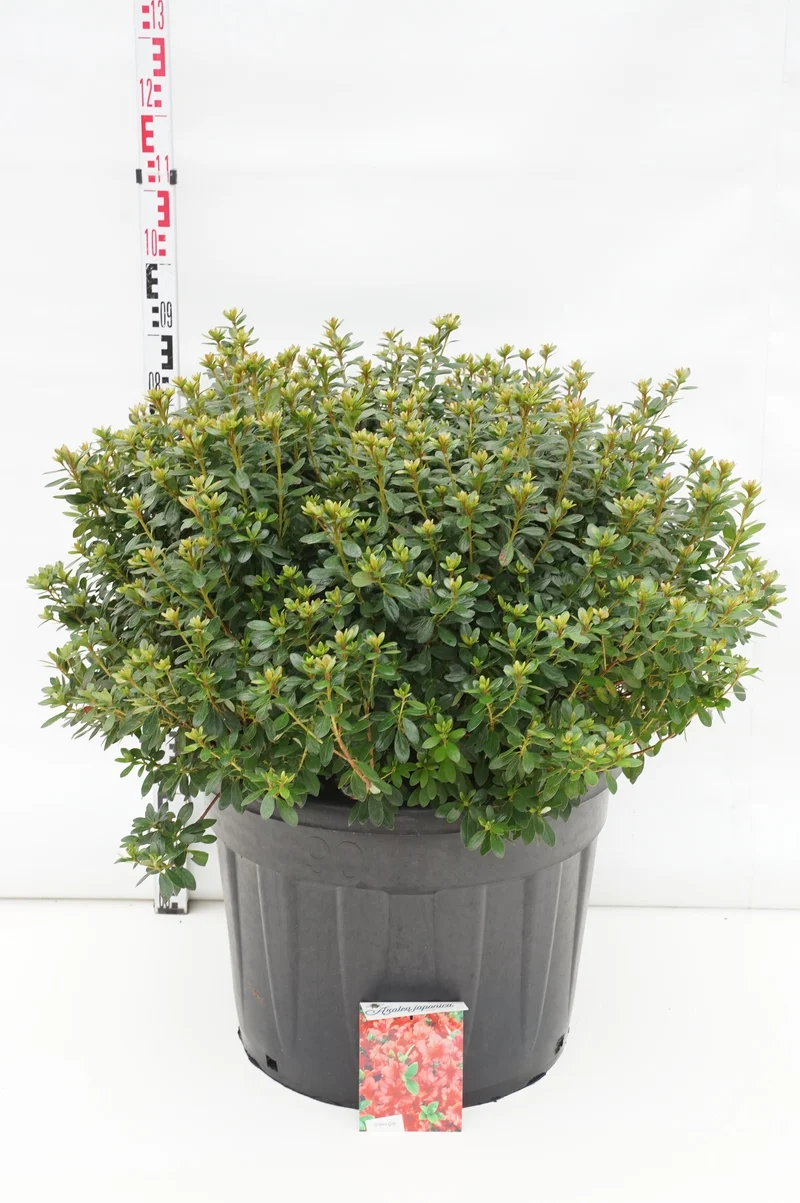 Rhododendron (AJ) 'Radja' C80 (80 liters kruka) 70-80 cm