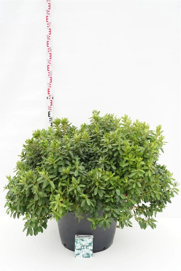 Rhododendron (AJ) 'Luzi' C80 (80 liters kruka) 80-100 cm