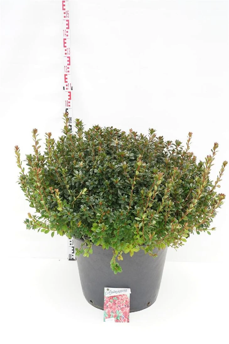 Rhododendron (AJ) 'Stewartstonian' C80 (80 liters kruka) 80-100 cm