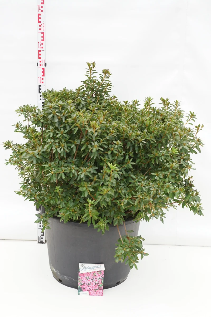 Rhododendron (AJ) 'Mad. van Hecke' C80 (80 liters kruka) 70-80 cm