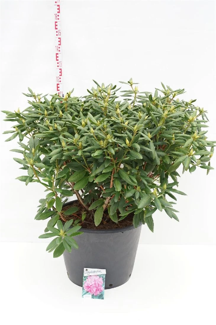 Rhododendron 'Roseum Elegans' C80 (80 liters kruka) 80-100 cm