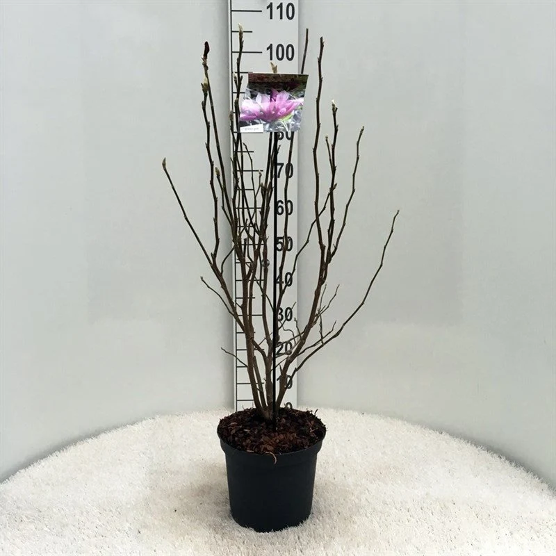 Magnolia loebneri 'Leonard Messel' C5 (5 liters kruka) / 23 cm kruka 60-80 cm