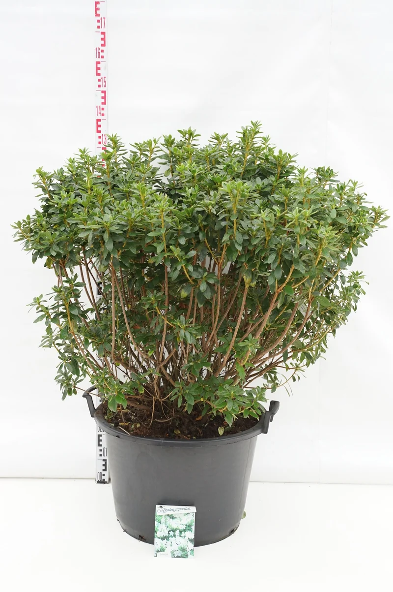 Rhododendron (AJ) 'Luzi' C80 (80 liters kruka) 70-80 cm