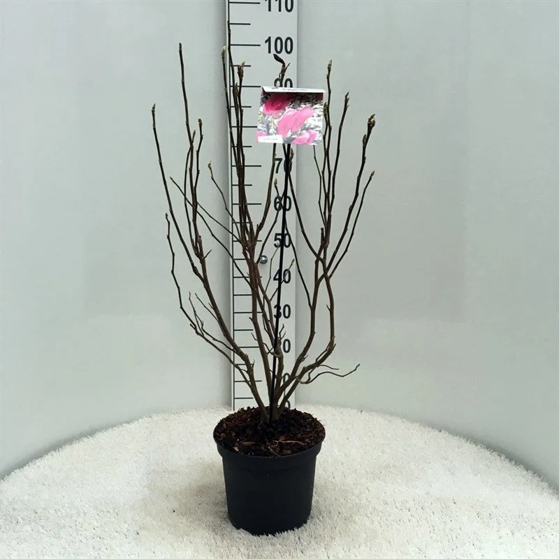 Magnolia 'Susan' C5 (5 liters kruka) 60-80 cm