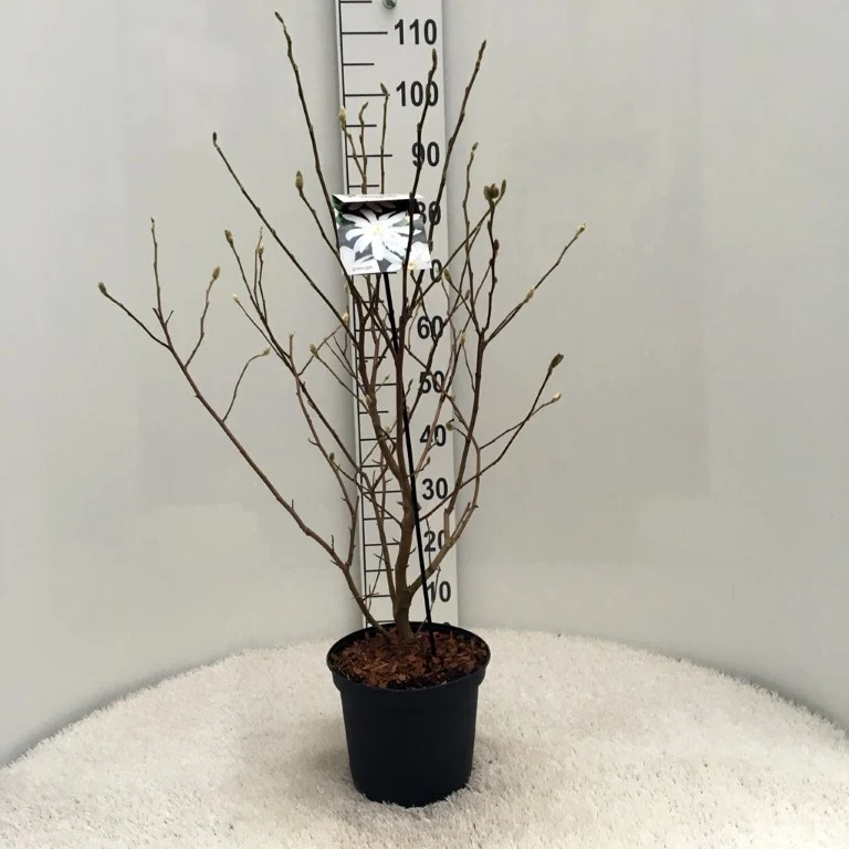 Magnolia stellata 'Royal Star' C5 (5 liters kruka) 40-50 cm