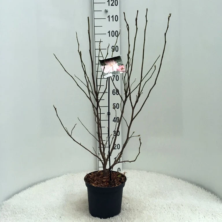 Magnolia stellata 'Rosea' C5 (5 liters kruka) 40-50 cm