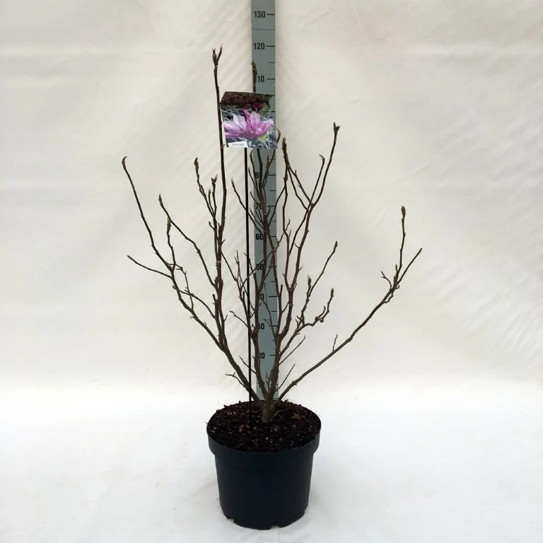 Magnolia 'Betty' C5 (5 liters kruka) 40-50 cm
