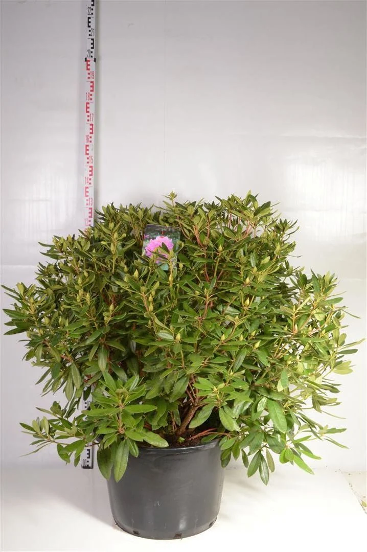 Rhododendron ponticum C80 (80 liters kruka) 100+ cm