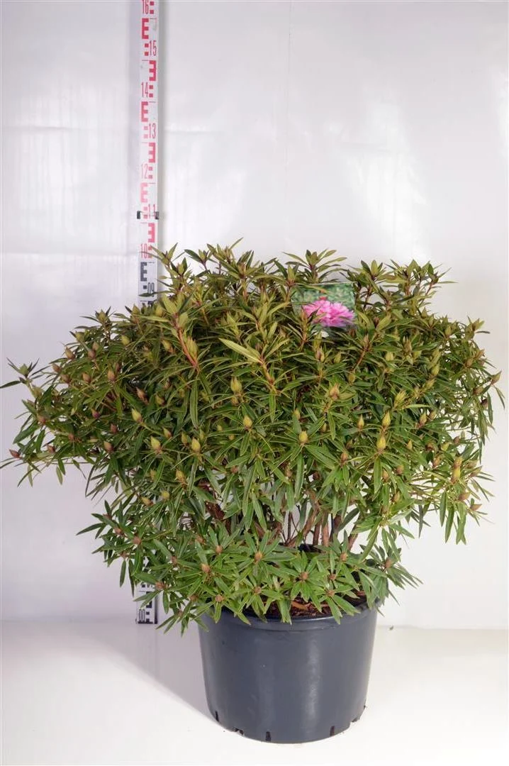 Rhododendron (AP) 'Graziella' C40 (40 liters kruka) 60-80 cm