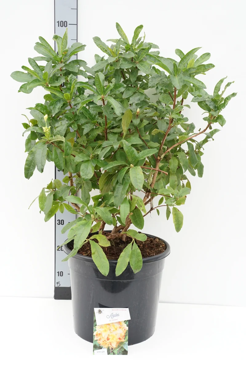 Rhododendron (AK) 'Anneke' C20 (20 liters kruka) 60-80 cm