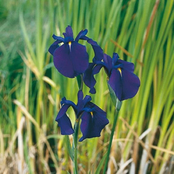 Iris kaempferi - Vattenväxt i 9 cm kruka