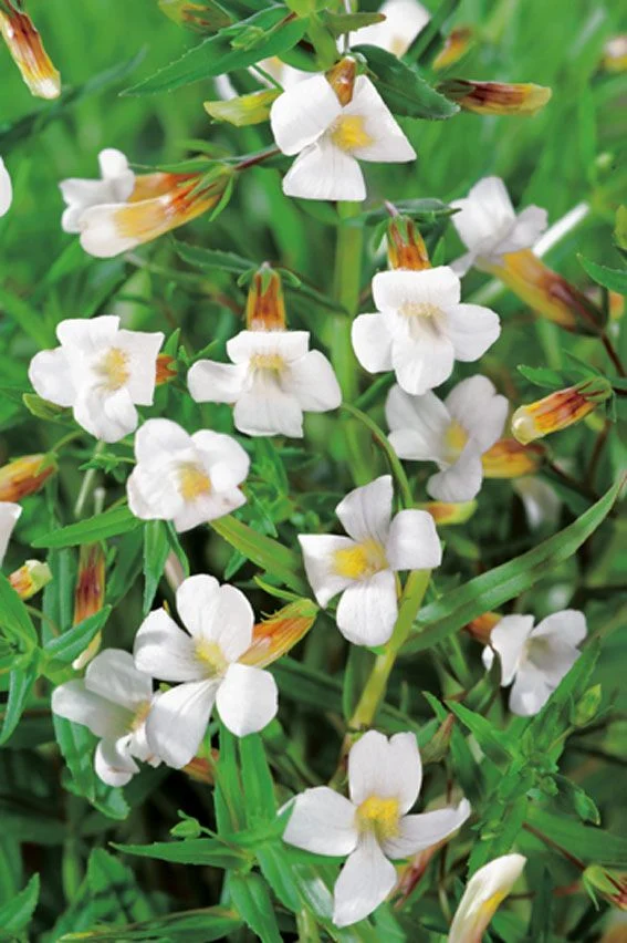 Gratiola officinalis - Vattenväxt i 9 cm kruka