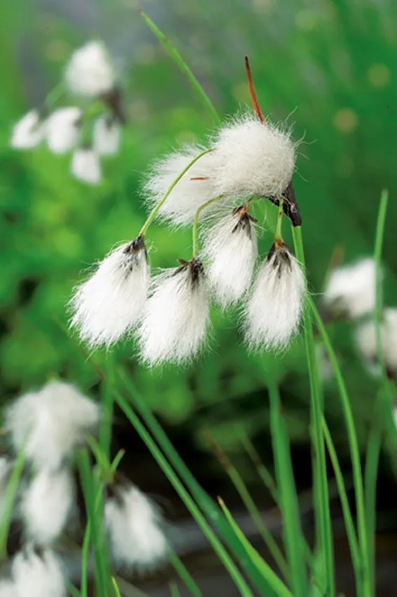 Eriophorum angustifolium - 9 cm kruka (Vattenväxt)