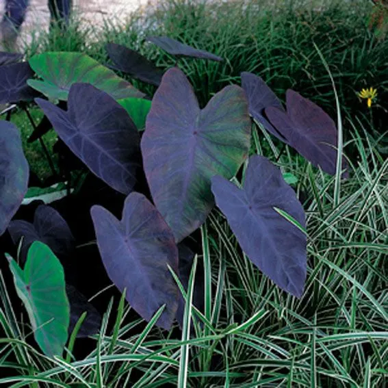 Colocasia 'Black Magic' dammkorg 18x18 cm