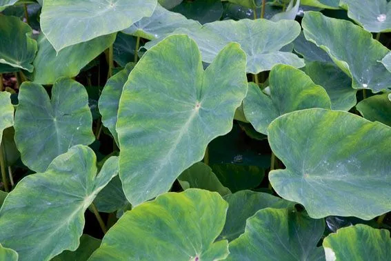 Colocasia esculenta i dammkorg 18x18 cm