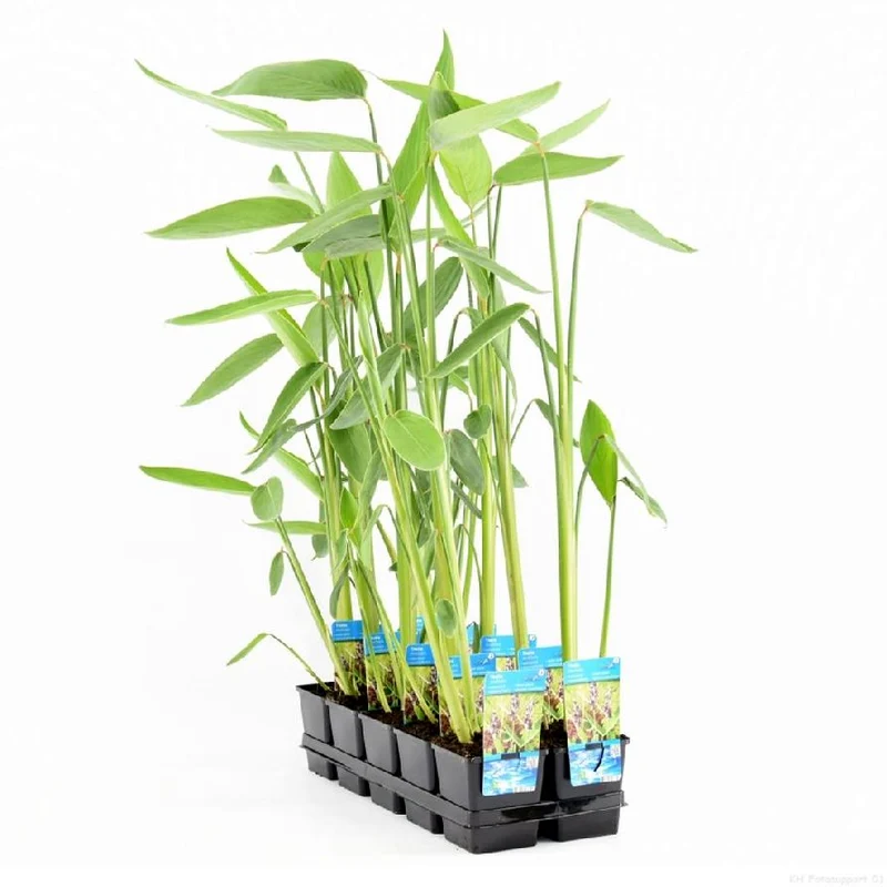 Thalia dealbata 11 cm kruka
