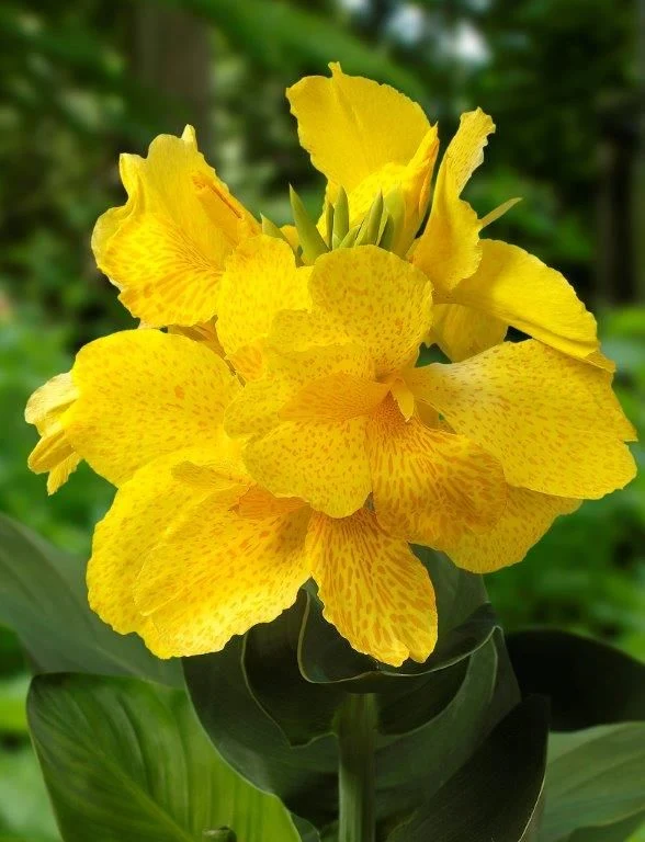 Canna (Gul) i planteringskorg 18x18 cm
