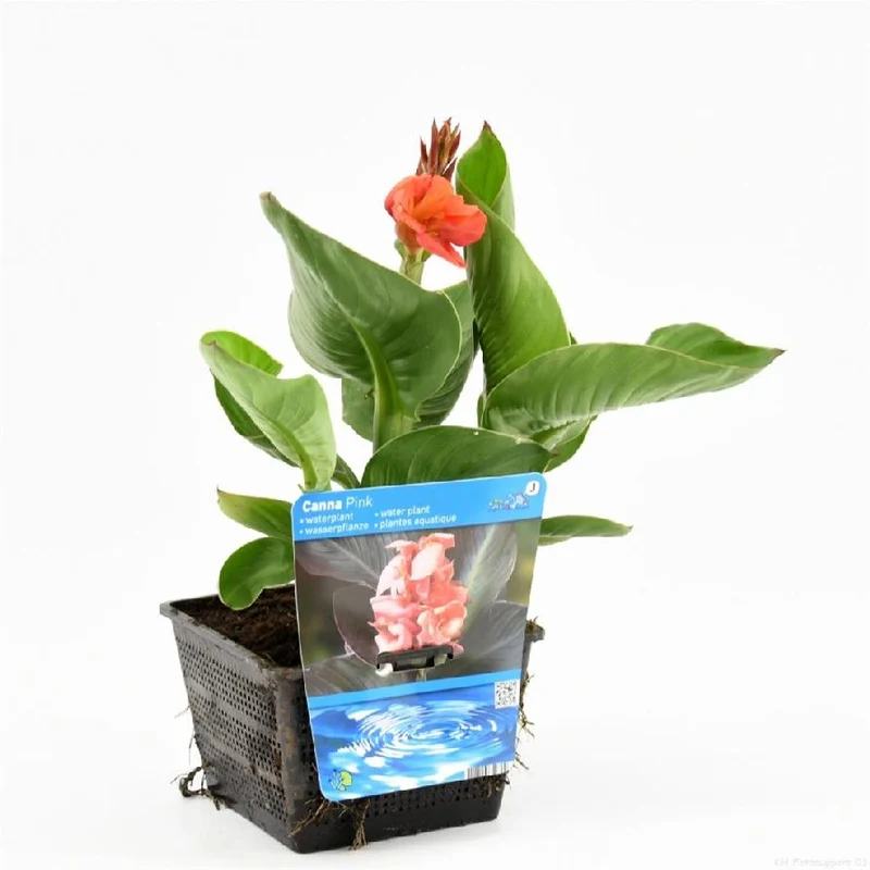 Canna (rosa) - Dammkorg 18x18 cm